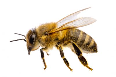 Bee Pest Control Service detail