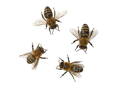 Bee Pest Control Service detail