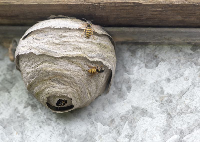 Carpenter Bee Removal Service detail
