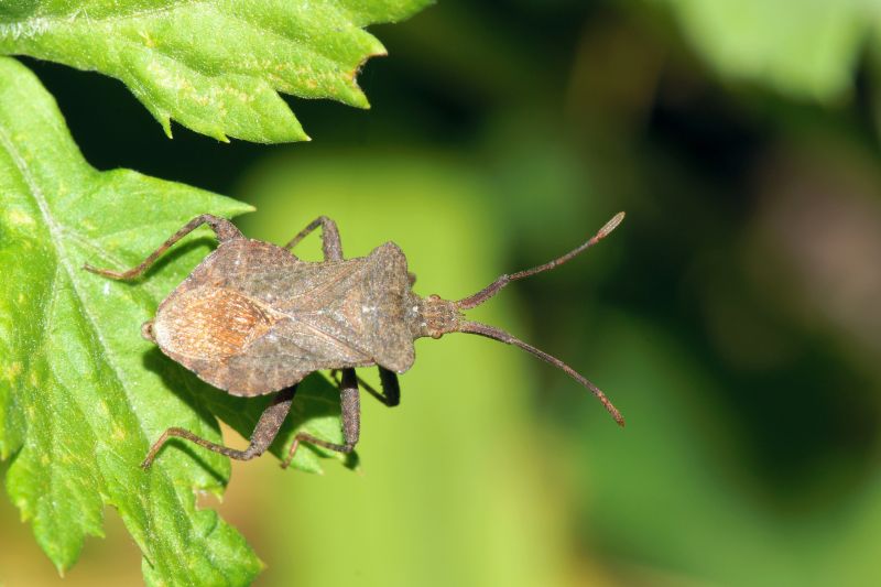 Health And Nuisance Issues Caused By Stinkbugs