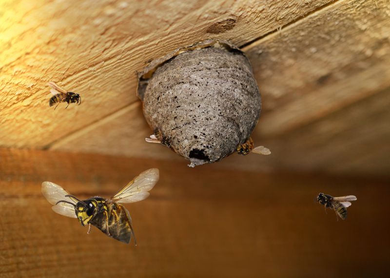 Hornet Nest Removal