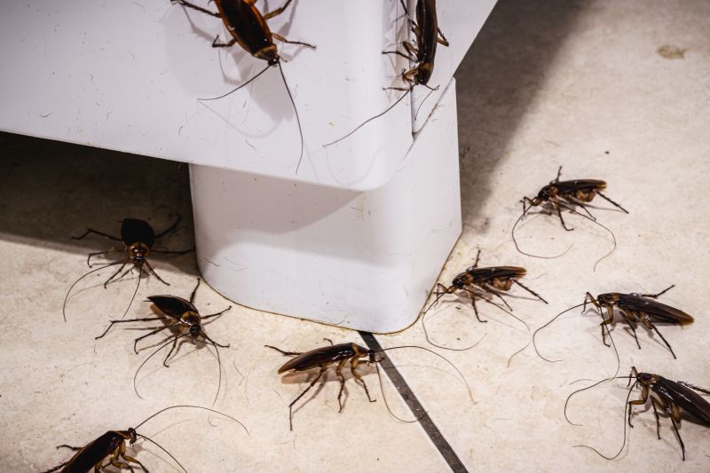 Roach Infestation Treatment