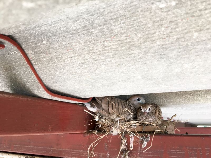 Roof Bird Proofing Service