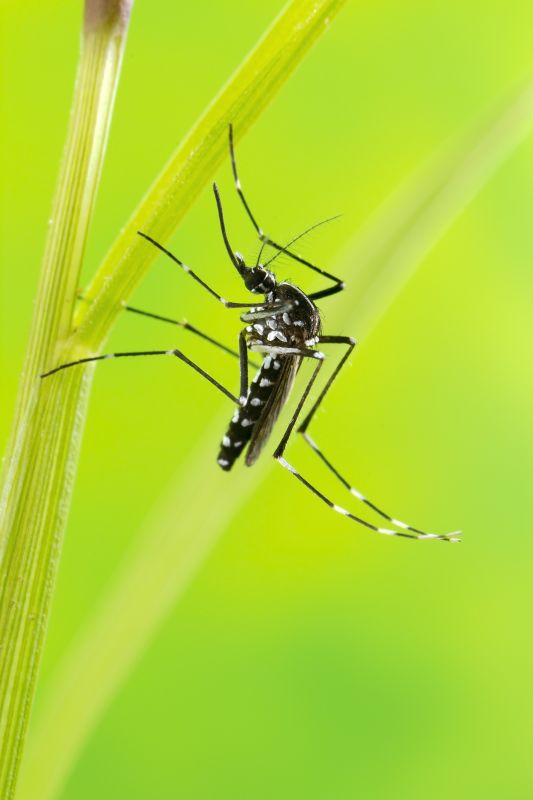 Signs You Need Fly Or Mosquito Control Services