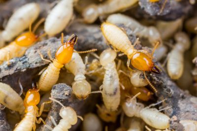 Termite Treatment Service