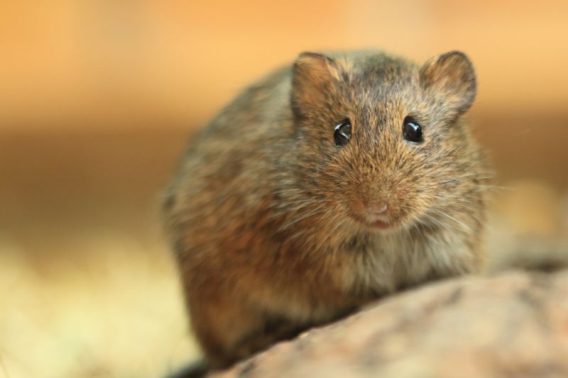 Vole Control Service