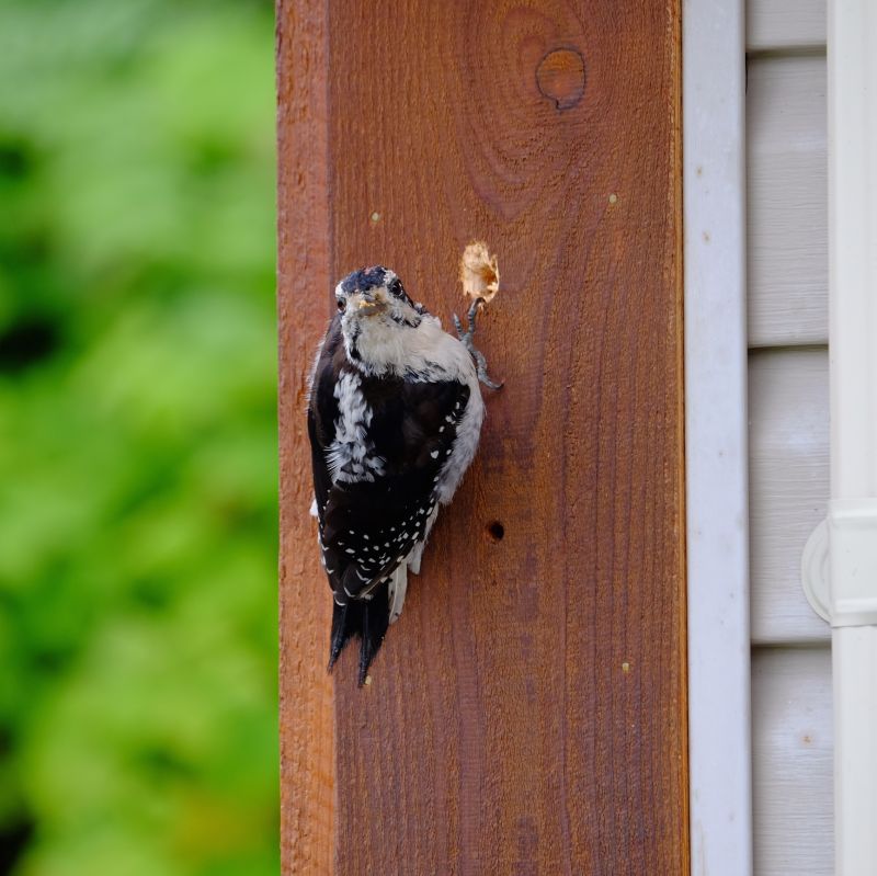 Woodpecker Removal Service