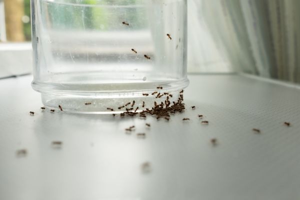 Ants Extermination Service in Acworth