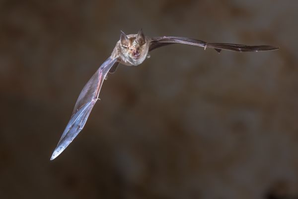 Bat Control Service in Acworth