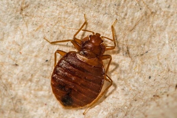 Bed Bug Inspection Service in Acworth