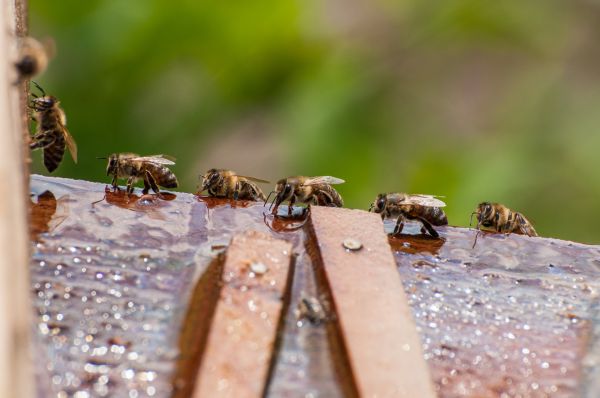 Bee Pest Control Service in Acworth