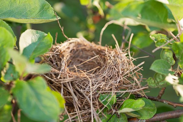 Bird Nest Removal in Acworth