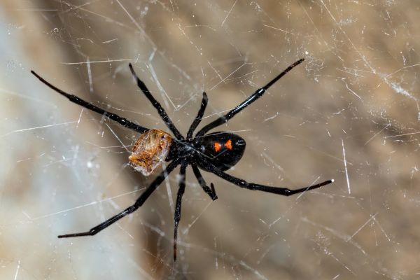 Black Widow Removal Service in Acworth