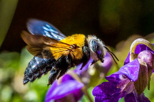 Carpenter Bee Removal Service in Acworth