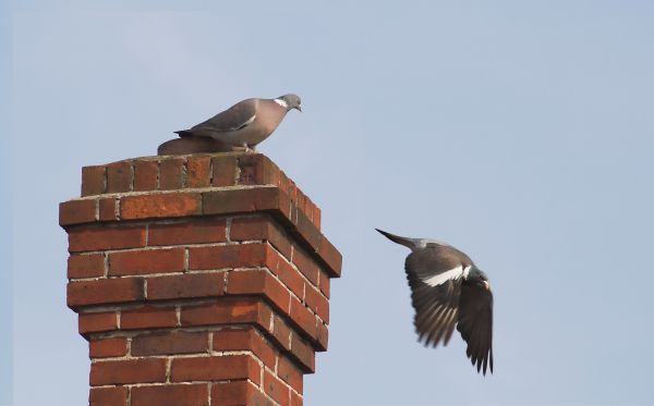 Chimney Birds Removal in Acworth