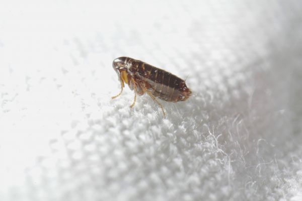 Flea Control Service in Acworth