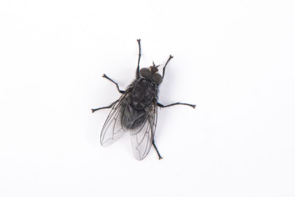Fly Control Service in Acworth
