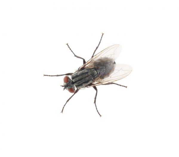 Fly Extermination in Acworth