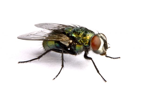Fly Infestation Extermination in Acworth