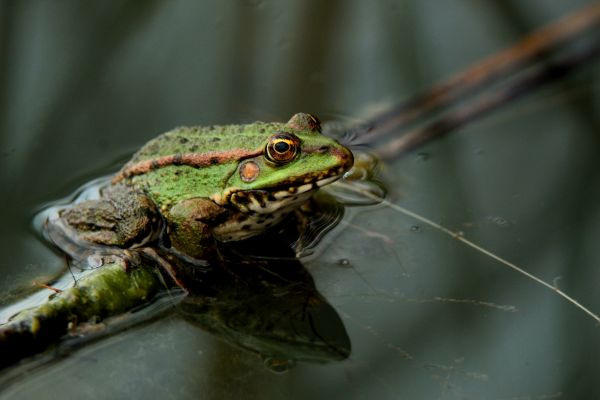 Frog Extermination in Acworth