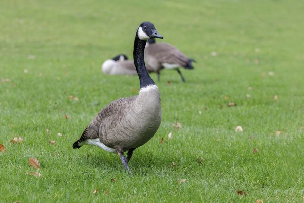 Geese Control Service in Acworth