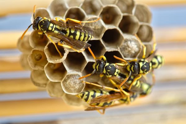 Hornet Nest Removal in Acworth