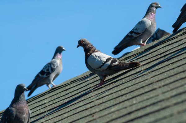 House Birds Removal in Acworth