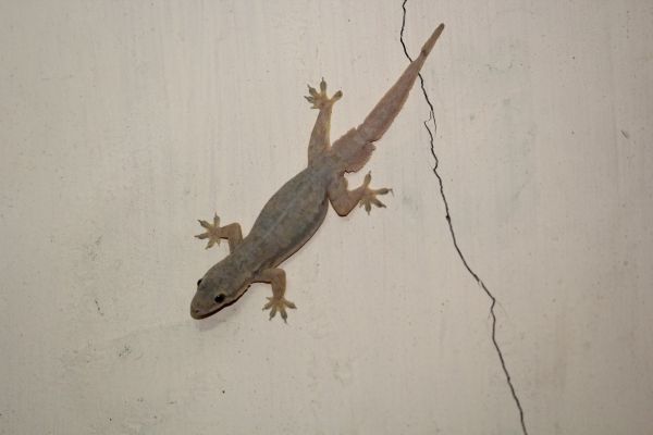 Lizard Control Service in Acworth
