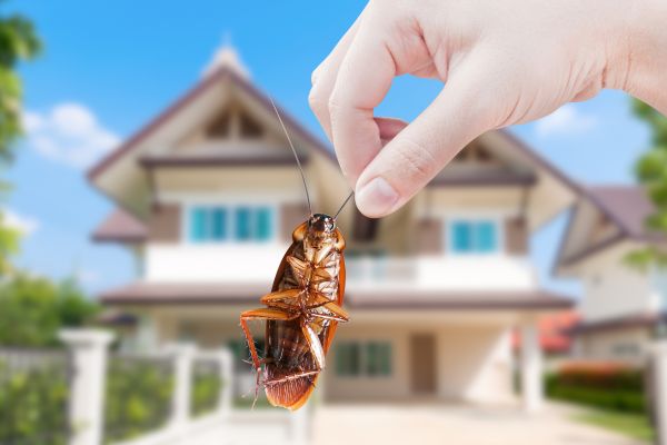 Pest Removal Service in Acworth