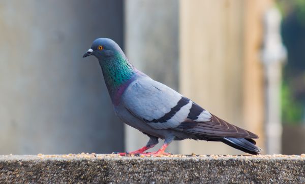 Pigeon Removal Service in Acworth
