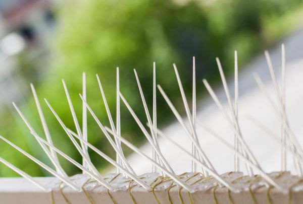 Pigeon Spikes Installation in Acworth