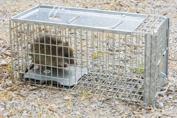 Rat Control Service in Acworth