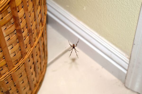Spider Control Service in Acworth