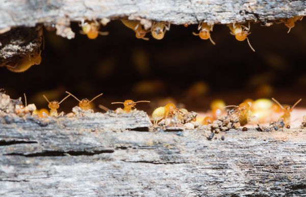 Termite Inspection Service in Acworth