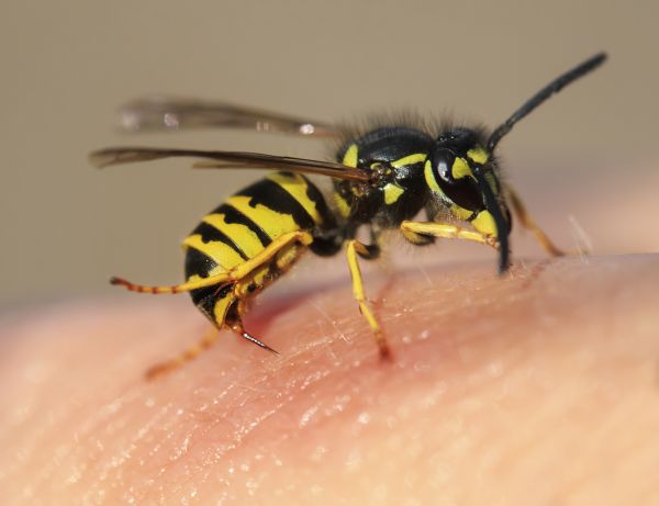 Wasp Control Service in Acworth