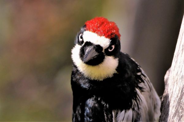 Woodpecker Control Service in Acworth