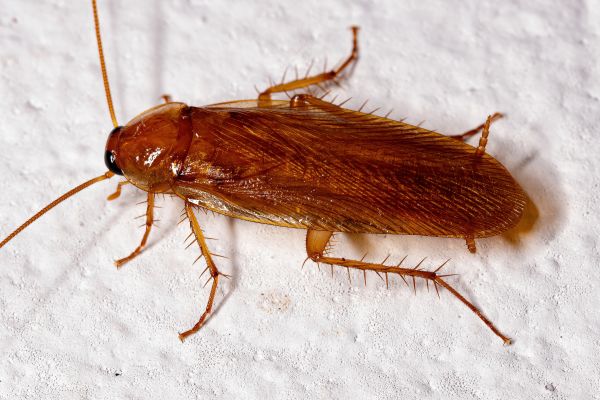 Cockroach Extermination in Acworth