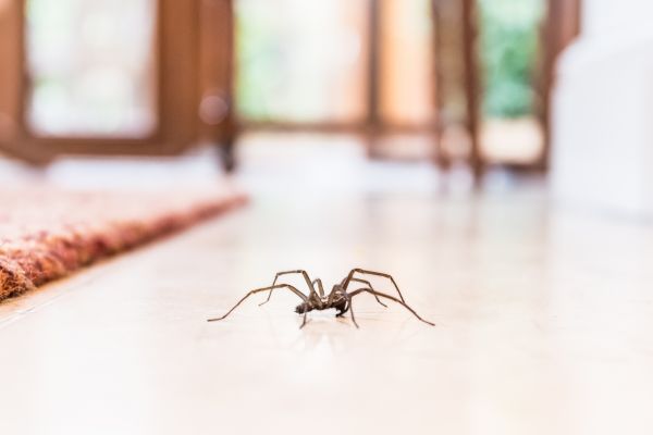 Spider Removal in Acworth