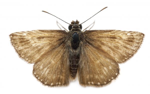 Moth Extermination in Acworth