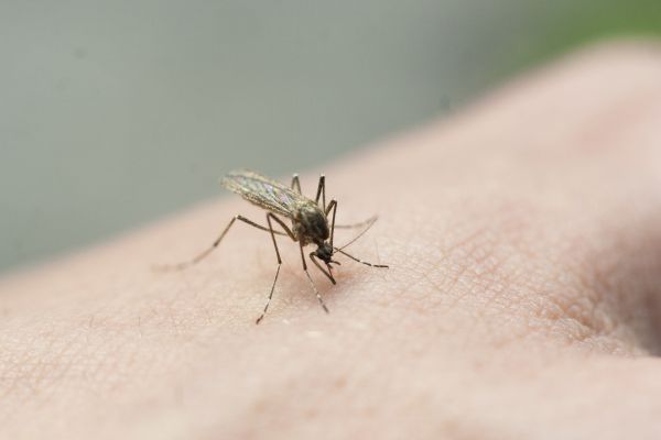 Mosquito Extermination in Acworth