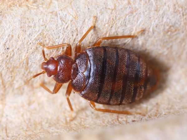 Bed Bug Removal in Acworth