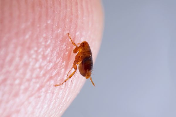 Flea Extermination in Acworth