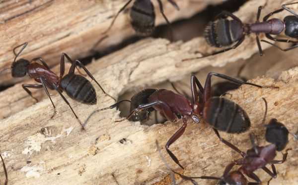Carpenter Ant Extermination in Acworth