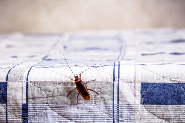 Insect Removal in Acworth