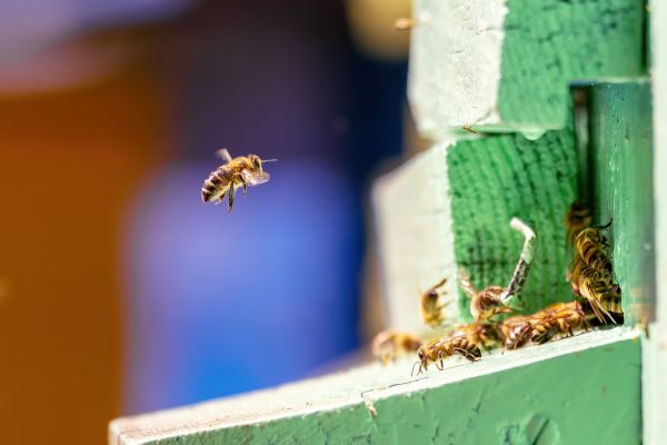 Stinging Insect Removal in Acworth