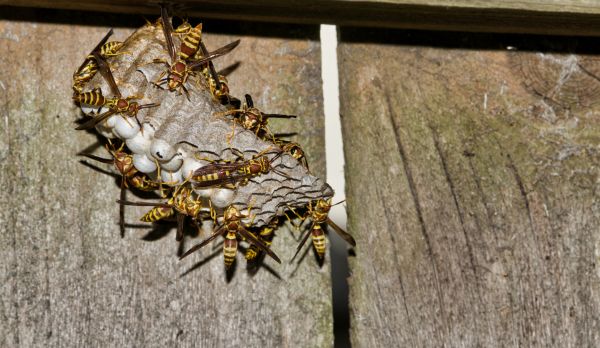 Wasp Removal in Acworth