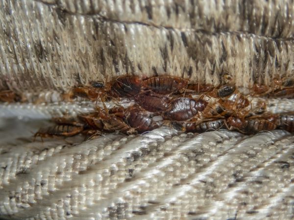 Bed Bug Fumigation in Acworth