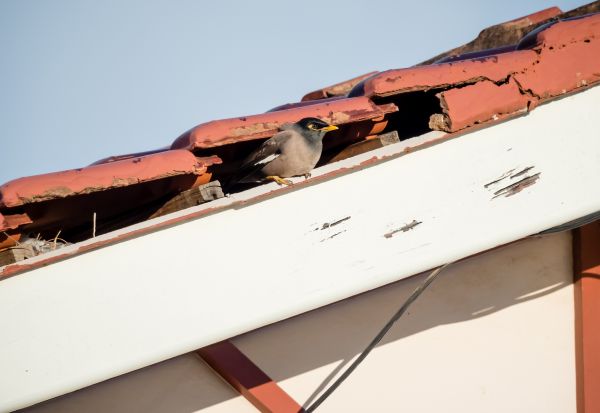 Bird Removal Service in Acworth