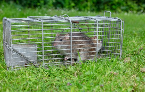 Rat Trapping Service in Acworth
