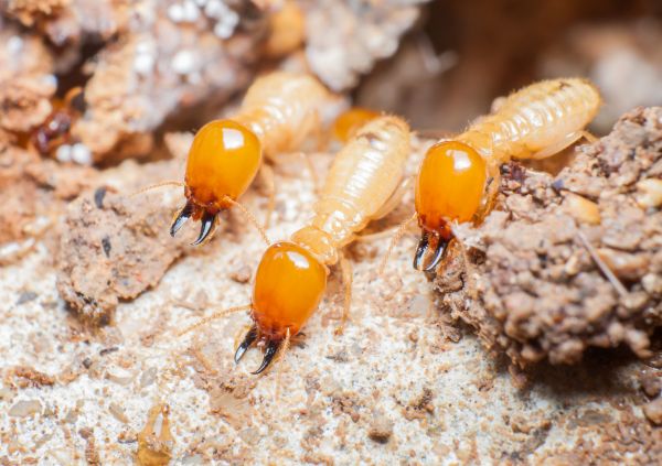 Termite Service in Acworth